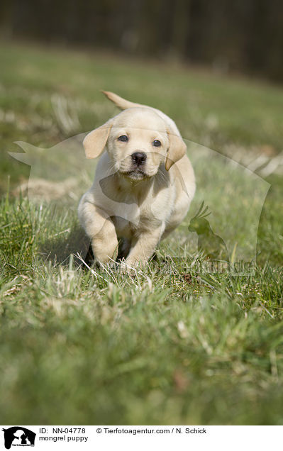 mongrel puppy / NN-04778