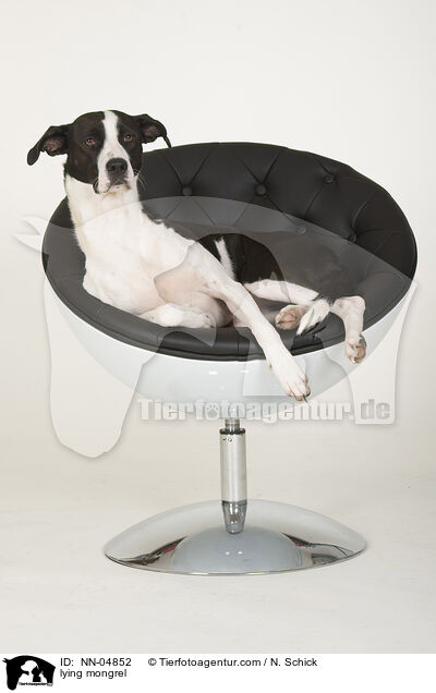liegender Podenco-Mix / lying mongrel / NN-04852