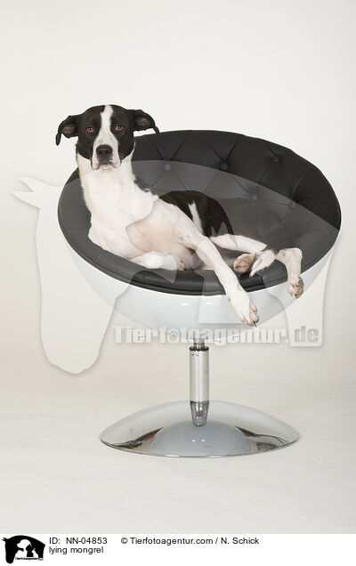 liegender Podenco-Mix / lying mongrel / NN-04853
