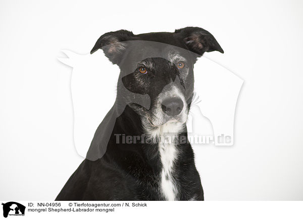 Schferhund-Labrador-Mix Portrait / mongrel Shepherd-Labrador mongrel / NN-04956