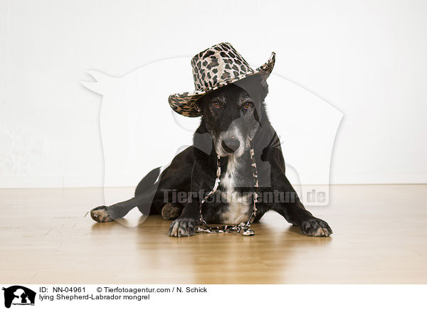 liegender Schferhund-Labrador-Mix / lying Shepherd-Labrador mongrel / NN-04961