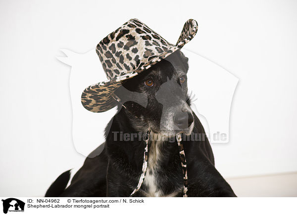 Schferhund-Labrador-Mix Portrait / Shepherd-Labrador mongrel portrait / NN-04962