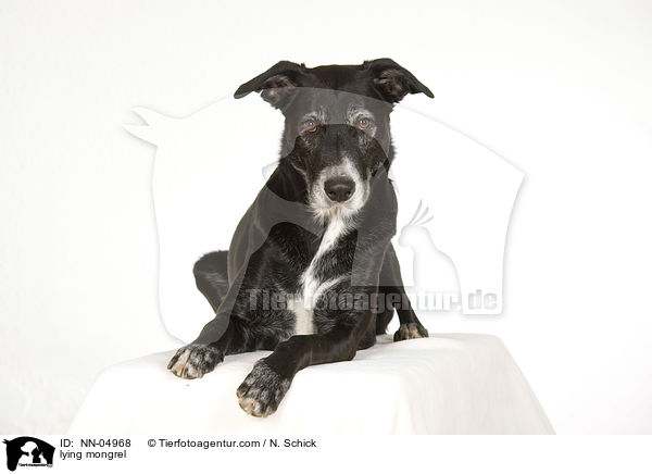 liegender Schferhund-Labrador-Mix / lying mongrel / NN-04968