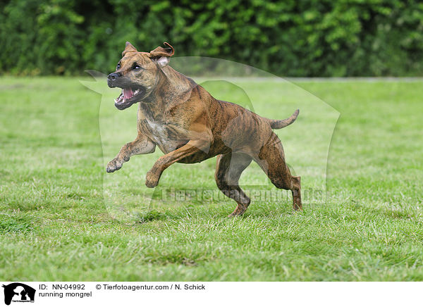 rennender Boxer-Vizsla-Mix / running mongrel / NN-04992