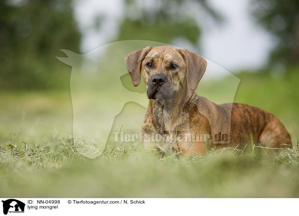 liegender Boxer-Vizsla-Mix / lying mongrel / NN-04998