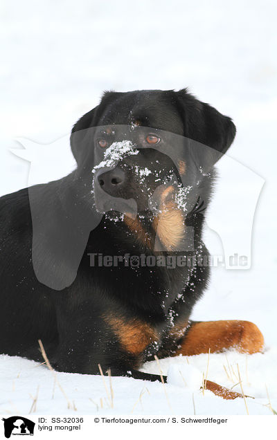 liegender Hovawart-Schferhund-Mix / lying mongrel / SS-32036