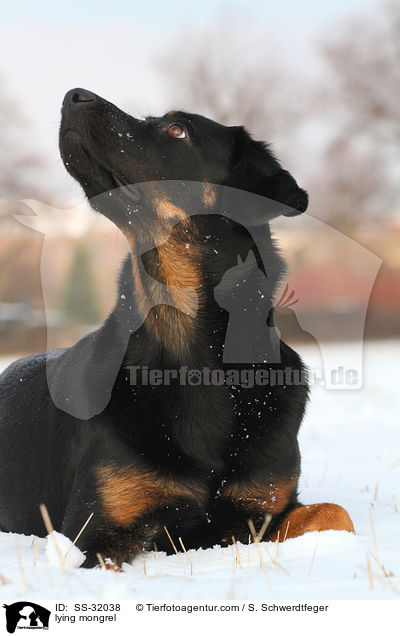 liegender Hovawart-Schferhund-Mix / lying mongrel / SS-32038