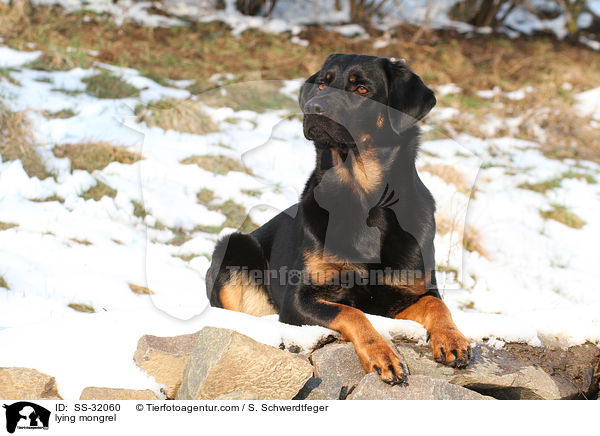 liegender Hovawart-Schferhund-Mix / lying mongrel / SS-32060
