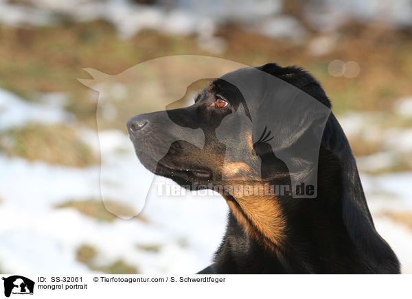 Hovawart-Schferhund-Mix Portrait / mongrel portrait / SS-32061