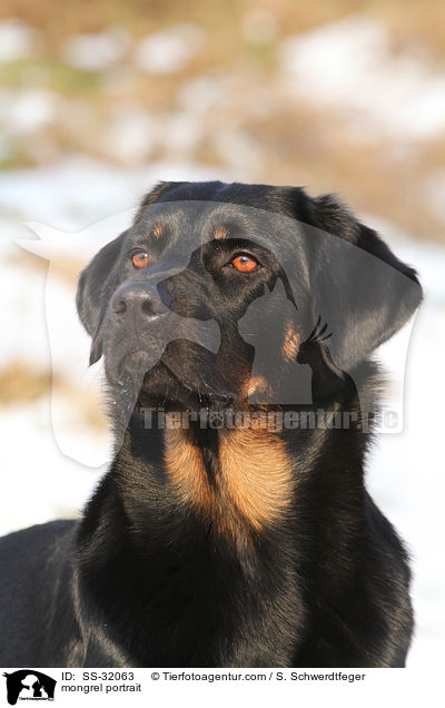 Hovawart-Schferhund-Mix Portrait / mongrel portrait / SS-32063