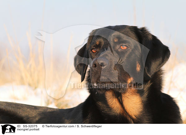 Hovawart-Schferhund-Mix Portrait / mongrel portrait / SS-32075