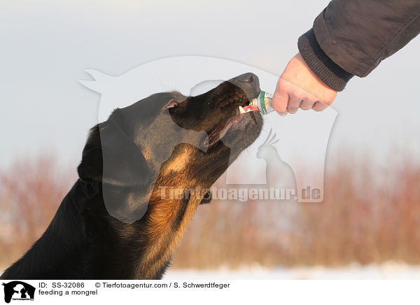 Hovawart-Schferhund-Mix wird belohnt / feeding a mongrel / SS-32086