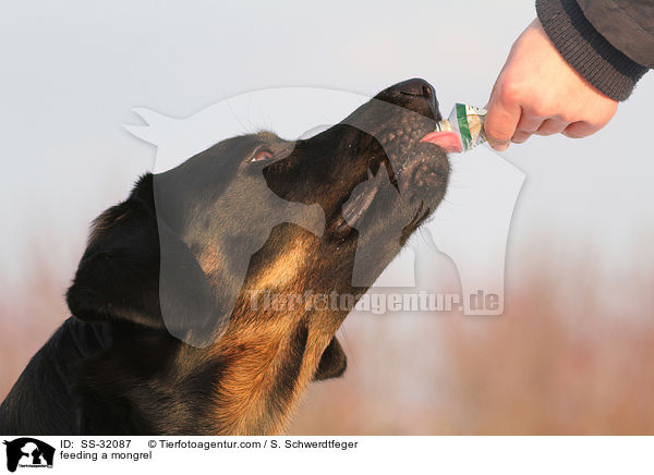 Hovawart-Schferhund-Mix wird belohnt / feeding a mongrel / SS-32087