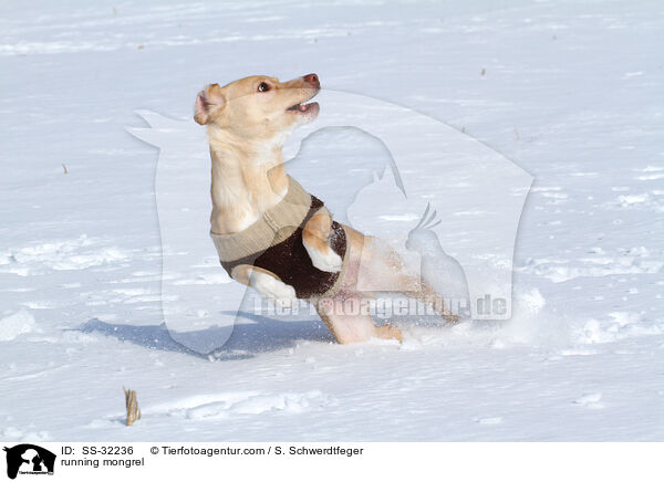 rennender Podenco-Mix / running mongrel / SS-32236