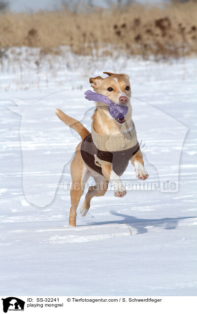 spielender Podenco-Mix / playing mongrel / SS-32241