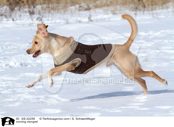 rennender Podenco-Mix / running mongrel / SS-32256