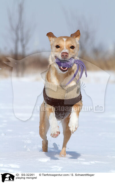 spielender Podenco-Mix / playing mongrel / SS-32261