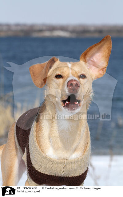 bellender Podenco-Mix / barking mongrel / SS-32280