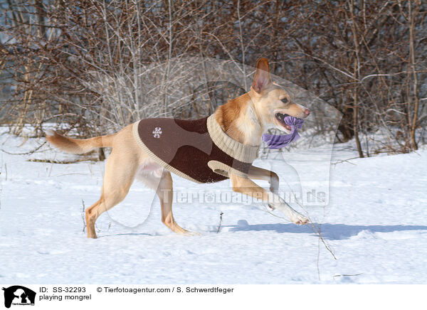 spielender Podenco-Mix / playing mongrel / SS-32293