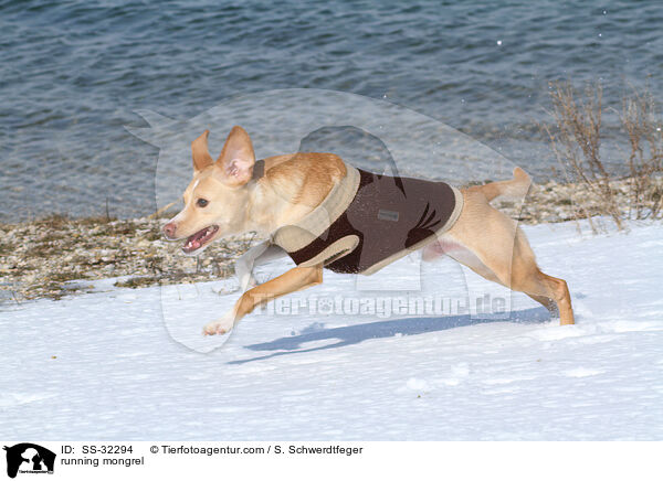 rennender Podenco-Mix / running mongrel / SS-32294