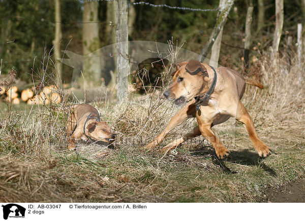 2 dogs / AB-03047