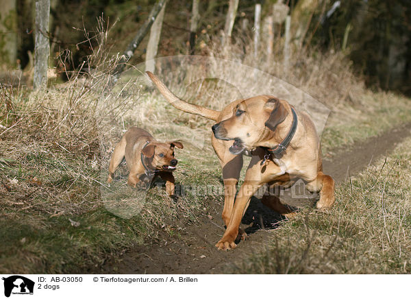 2 dogs / AB-03050