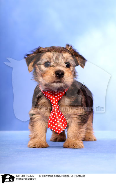 mongrel puppy / JH-19332