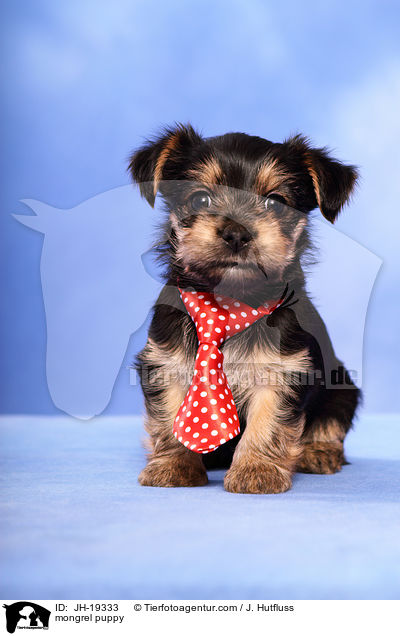 Yorkshire-Malteser-Mix Welpe / mongrel puppy / JH-19333