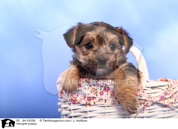 Yorkshire-Malteser-Mix Welpe / mongrel puppy / JH-19338