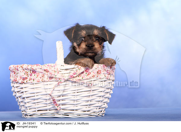 mongrel puppy / JH-19341