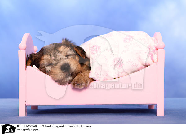 mongrel puppy / JH-19348