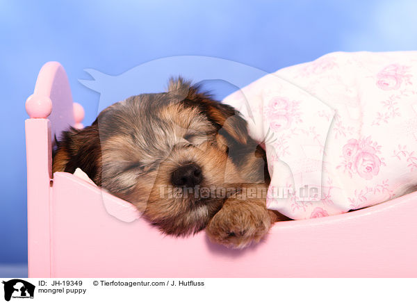mongrel puppy / JH-19349