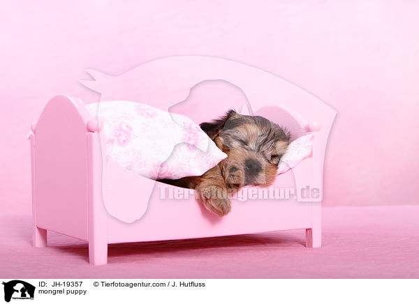Yorkshire-Malteser-Mix Welpe / mongrel puppy / JH-19357