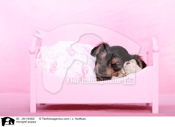 Yorkshire-Malteser-Mix Welpe / mongrel puppy / JH-19362