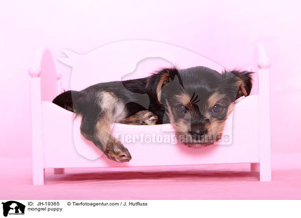 Yorkshire-Malteser-Mix Welpe / mongrel puppy / JH-19365
