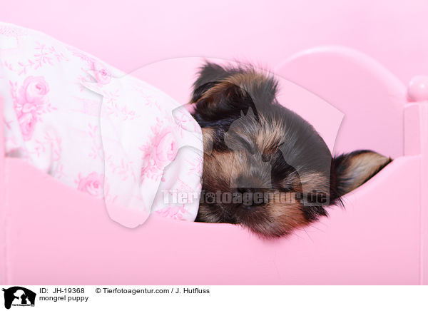 mongrel puppy / JH-19368