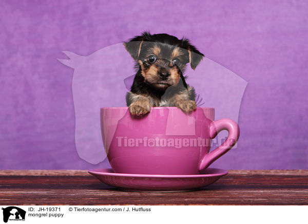 Yorkshire-Malteser-Mix Welpe / mongrel puppy / JH-19371