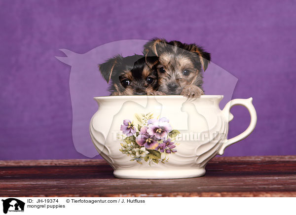 mongrel puppies / JH-19374