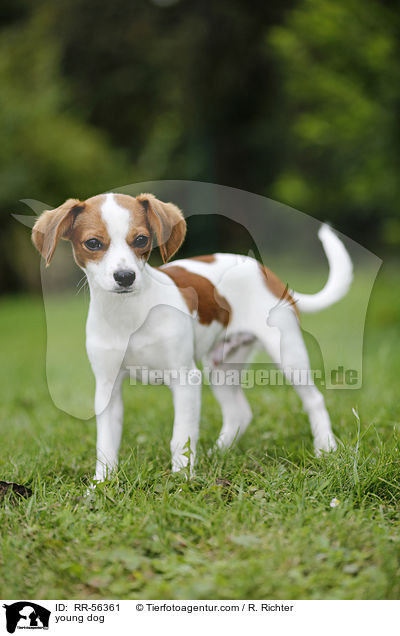 young dog / RR-56361