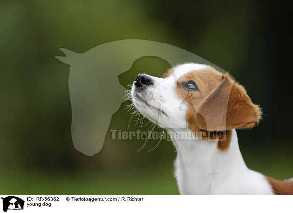 young dog / RR-56362