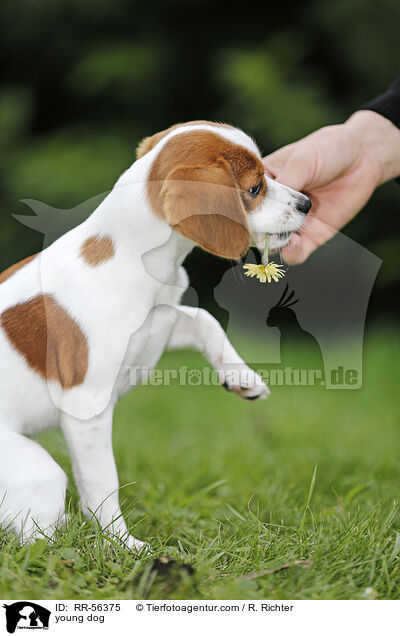 junger Hund / young dog / RR-56375