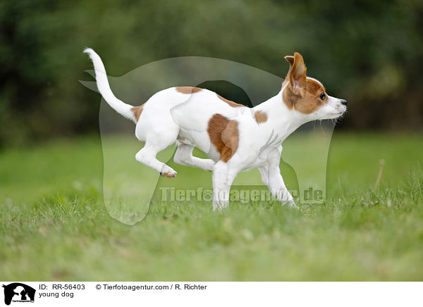 young dog / RR-56403
