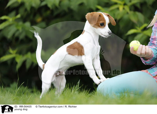 young dog / RR-56405