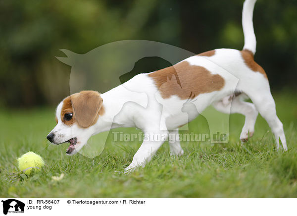 young dog / RR-56407