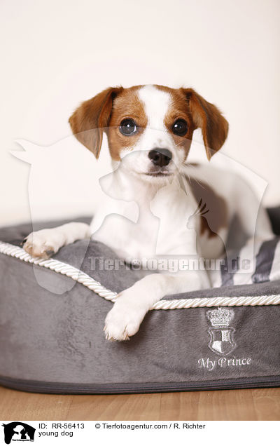 young dog / RR-56413
