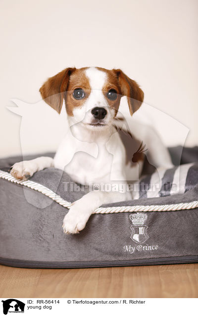junger Hund / young dog / RR-56414