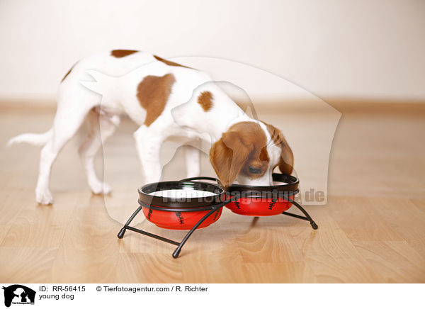 junger Hund / young dog / RR-56415