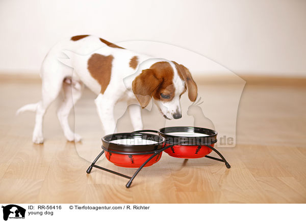 young dog / RR-56416