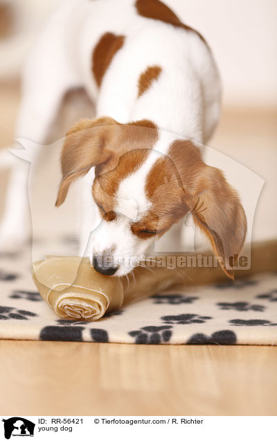 young dog / RR-56421