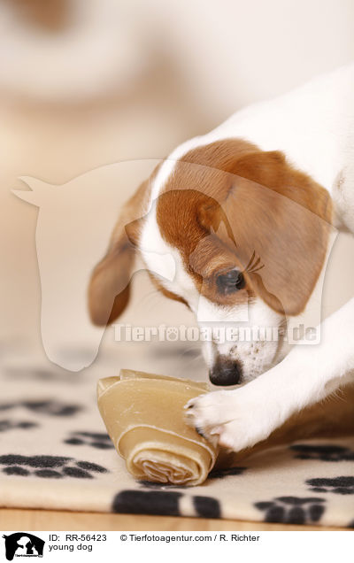 junger Hund / young dog / RR-56423